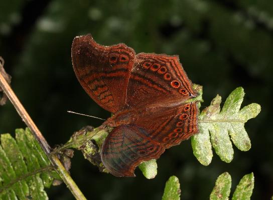 Junonia gregorii male UPS